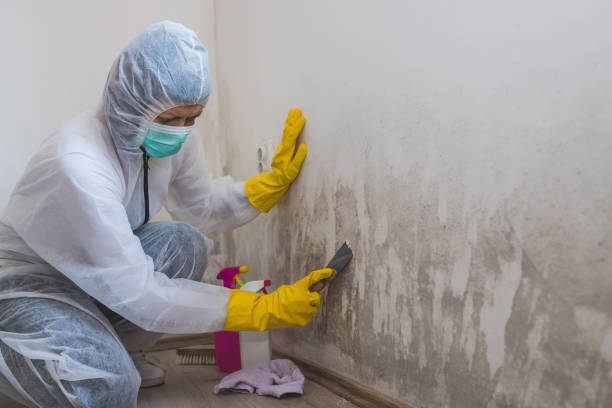 Best Mold Remediation for Specific Building Types in Coldstream, KY